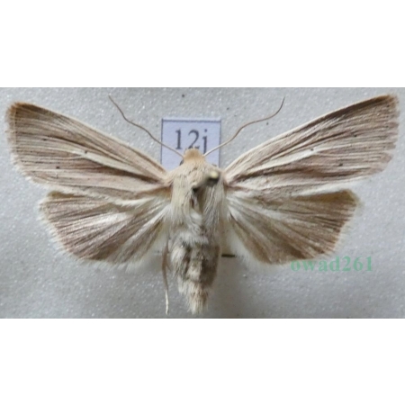 Mythimna impura (Hübner, 1808) Mokradlica bezwstydniczka Czech12j